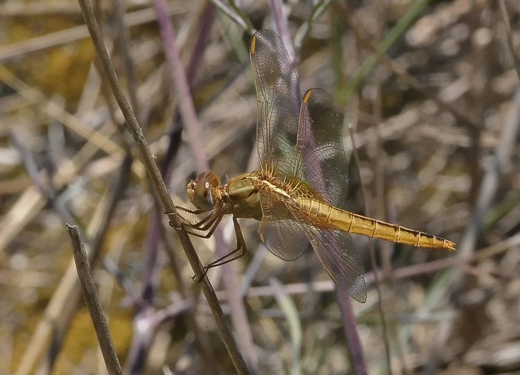 Libellula delle dune corse